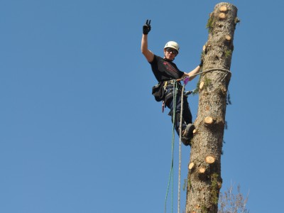 Tillotson Tree Removal