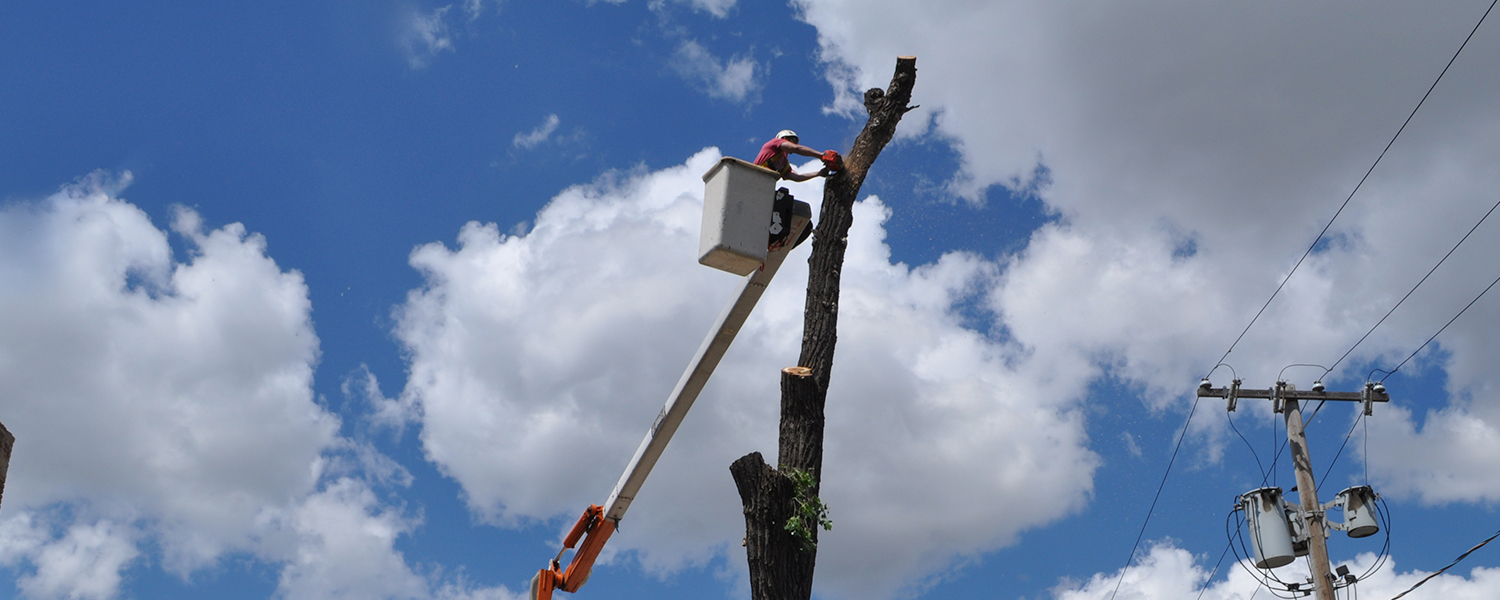 Tree Boom Lift